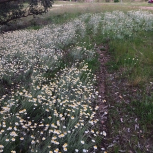 Leucochrysum albicans subsp. tricolor at Fadden, ACT - 18 Oct 2021 05:43 PM