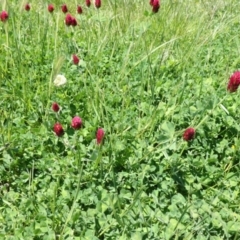 Trifolium incarnatum (Crimson Clover) at Moncrieff, ACT - 17 Oct 2021 by TrishGungahlin