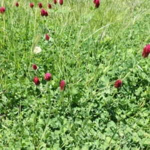 Trifolium incarnatum at Moncrieff, ACT - 17 Oct 2021