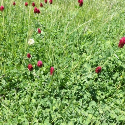 Trifolium incarnatum (Crimson Clover) at Moncrieff, ACT - 17 Oct 2021 by TrishGungahlin