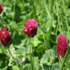 Trifolium incarnatum at Moncrieff, ACT - 17 Oct 2021