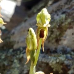 Oligochaetochilus aciculiformis (Needle-point rustyhood) at Kowen Escarpment - 17 Oct 2021 by Lou