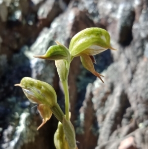 Oligochaetochilus aciculiformis at Kowen, ACT - 17 Oct 2021