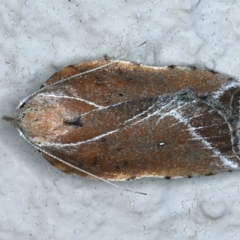 Arachnographa micrastrella (A concealer moth) at Ainslie, ACT - 13 Oct 2021 by jb2602