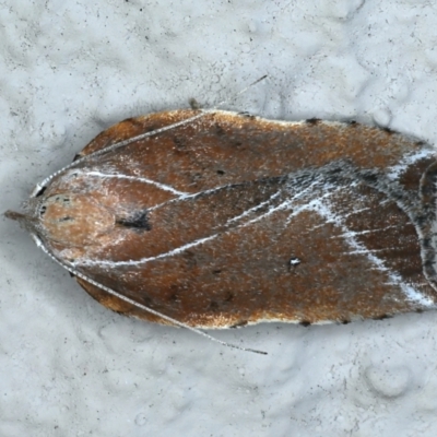 Arachnographa micrastrella (A Concealer moth (Wingia group)) at Ainslie, ACT - 13 Oct 2021 by jb2602
