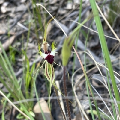 Caladenia atrovespa (Green-comb Spider Orchid) at Bruce Ridge to Gossan Hill - 17 Oct 2021 by JVR