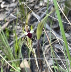 Caladenia atrovespa (Green-comb Spider Orchid) at Bruce, ACT - 17 Oct 2021 by JVR