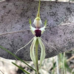 Caladenia atrovespa at Bruce, ACT - 17 Oct 2021