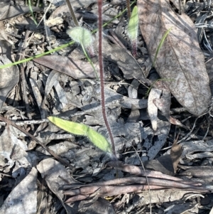 Caladenia atrovespa at Bruce, ACT - 17 Oct 2021