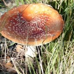 Amanita muscaria (Fly Agaric) at Molonglo Valley, ACT - 29 May 2021 by PeteWoodall