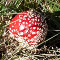 Amanita muscaria at Molonglo Valley, ACT - 29 May 2021