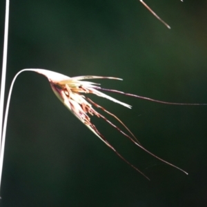 Themeda triandra at Molonglo Valley, ACT - 29 May 2021