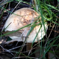 Unidentified Cap on a stem; gills below cap [mushrooms or mushroom-like] (TBC) at National Arboretum Forests - 29 May 2021 by PeteWoodall