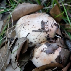 Unidentified Cap on a stem; gills below cap [mushrooms or mushroom-like] (TBC) at National Arboretum Forests - 29 May 2021 by PeteWoodall