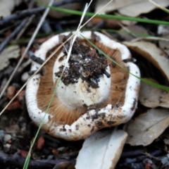 zz agaric (stem; gills not white/cream) at Molonglo Valley, ACT - 29 May 2021 11:09 AM