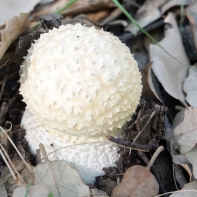 Amanita sp. (Amanita sp.) at National Arboretum Forests - 29 May 2021 by PeteWoodall