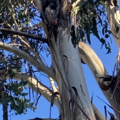 Callocephalon fimbriatum (Gang-gang Cockatoo) at Red Hill to Yarralumla Creek - 17 Oct 2021 by ianmigdale