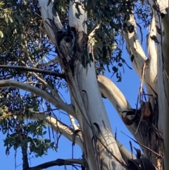 Callocephalon fimbriatum at Garran, ACT - suppressed