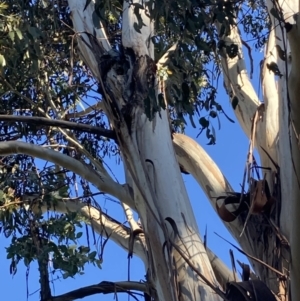 Callocephalon fimbriatum at Garran, ACT - suppressed