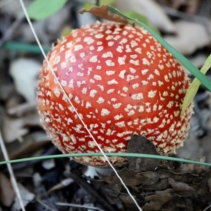 Amanita muscaria at Molonglo Valley, ACT - 29 May 2021