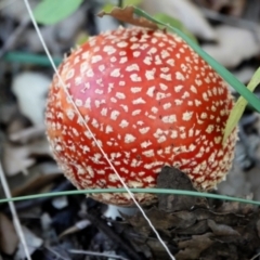 Amanita muscaria (Fly Agaric) at Molonglo Valley, ACT - 29 May 2021 by PeteWoodall