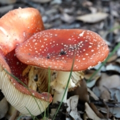 Amanita muscaria at Molonglo Valley, ACT - 29 May 2021