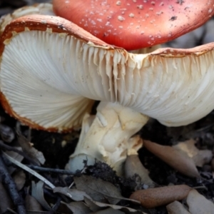 Amanita muscaria at Molonglo Valley, ACT - 29 May 2021