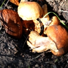 Unverified Cap on a stem; gills below cap [mushrooms or mushroom-like] at Molonglo Valley, ACT - 29 May 2021 by PeteWoodall