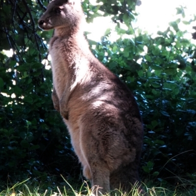 Macropus giganteus (Eastern Grey Kangaroo) at National Arboretum Forests - 29 May 2021 by PeteWoodall
