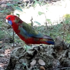 Platycercus elegans (Crimson Rosella) at National Arboretum Forests - 29 May 2021 by PeteWoodall