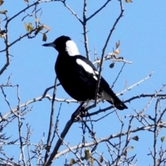 Gymnorhina tibicen (Australian Magpie) at Molonglo Valley, ACT - 29 May 2021 by PeteWoodall