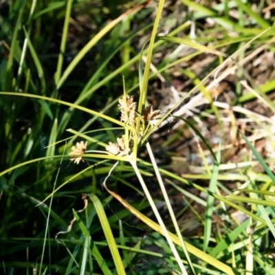 Cyperus sp. (A Sedge) at O'Connor, ACT - 30 May 2021 by PeteWoodall