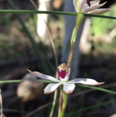 Caladenia moschata (Musky Caps) at Hall, ACT - 17 Oct 2021 by strigo