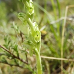 Hymenochilus cycnocephalus (Swan greenhood) at Kambah, ACT - 16 Oct 2021 by MatthewFrawley