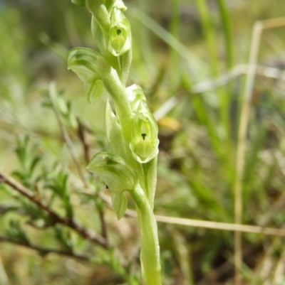 Hymenochilus cycnocephalus (Swan greenhood) at Kambah, ACT - 15 Oct 2021 by MatthewFrawley