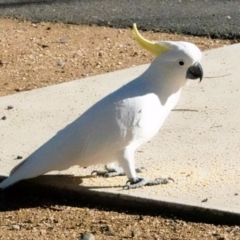 Cacatua galerita (Sulphur-crested Cockatoo) at O'Connor, ACT - 30 May 2021 by PeteWoodall