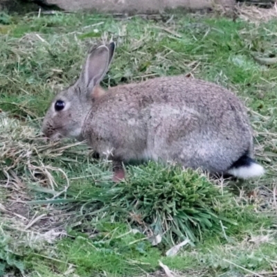 Oryctolagus cuniculus (European Rabbit) at O'Connor, ACT - 30 May 2021 by PeteWoodall