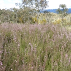 Kunzea parvifolia (Violet kunzea) at Kambah, ACT - 15 Oct 2021 by MatthewFrawley