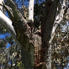 Callocephalon fimbriatum (Gang-gang Cockatoo) at Federal Golf Course - 16 Oct 2021 by ianmigdale