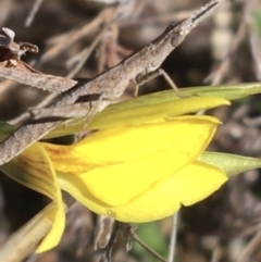 Keyacris scurra (Key's Matchstick Grasshopper) at Mount Clear, ACT - 17 Oct 2021 by NedJohnston