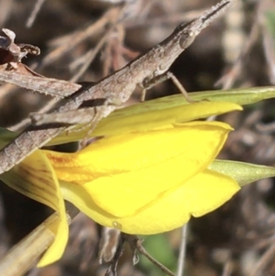 Keyacris scurra (Key's Matchstick Grasshopper) at Mount Clear, ACT - 17 Oct 2021 by NedJohnston