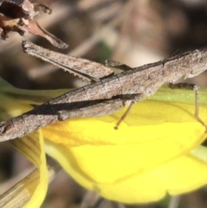 Keyacris scurra at Mount Clear, ACT - 17 Oct 2021