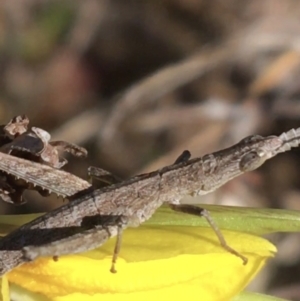 Keyacris scurra at Mount Clear, ACT - 17 Oct 2021