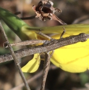 Keyacris scurra at Mount Clear, ACT - 17 Oct 2021