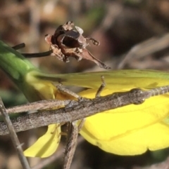 Keyacris scurra at Mount Clear, ACT - 17 Oct 2021