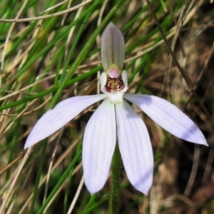 Caladenia carnea at Paddys River, ACT - 17 Oct 2021