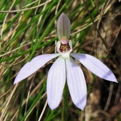Caladenia carnea (Pink fingers) at Paddys River, ACT - 17 Oct 2021 by JohnBundock