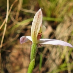 Caladenia carnea at Paddys River, ACT - 17 Oct 2021