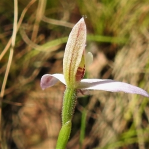 Caladenia carnea at Paddys River, ACT - 17 Oct 2021