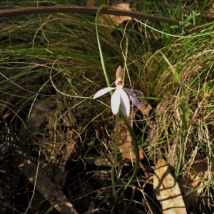 Caladenia carnea at Paddys River, ACT - 17 Oct 2021